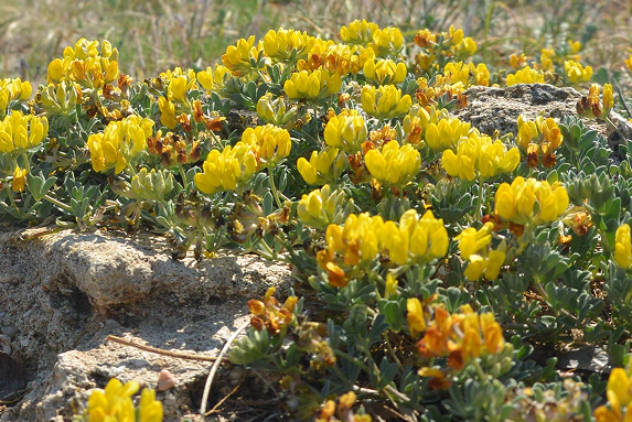 Cespi di loto corniculato in fiore con vivaci fiori gialli crescono tra le rocce in un habitat mediterraneo costiero.