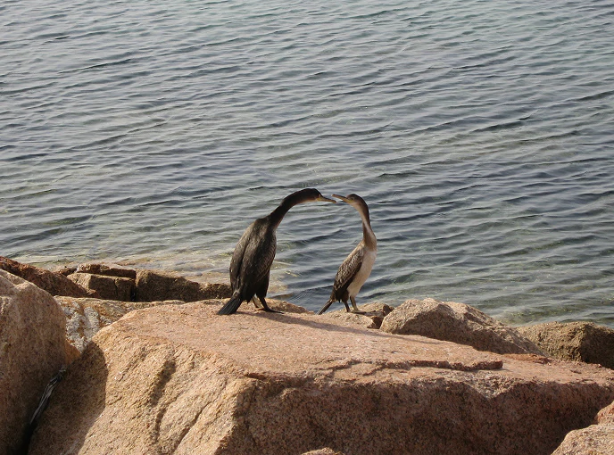 Due cormorani dal piumaggio scuro e chiaro interagiscono su una scogliera affacciata su acque cristalline, lungo la costa mediterranea.