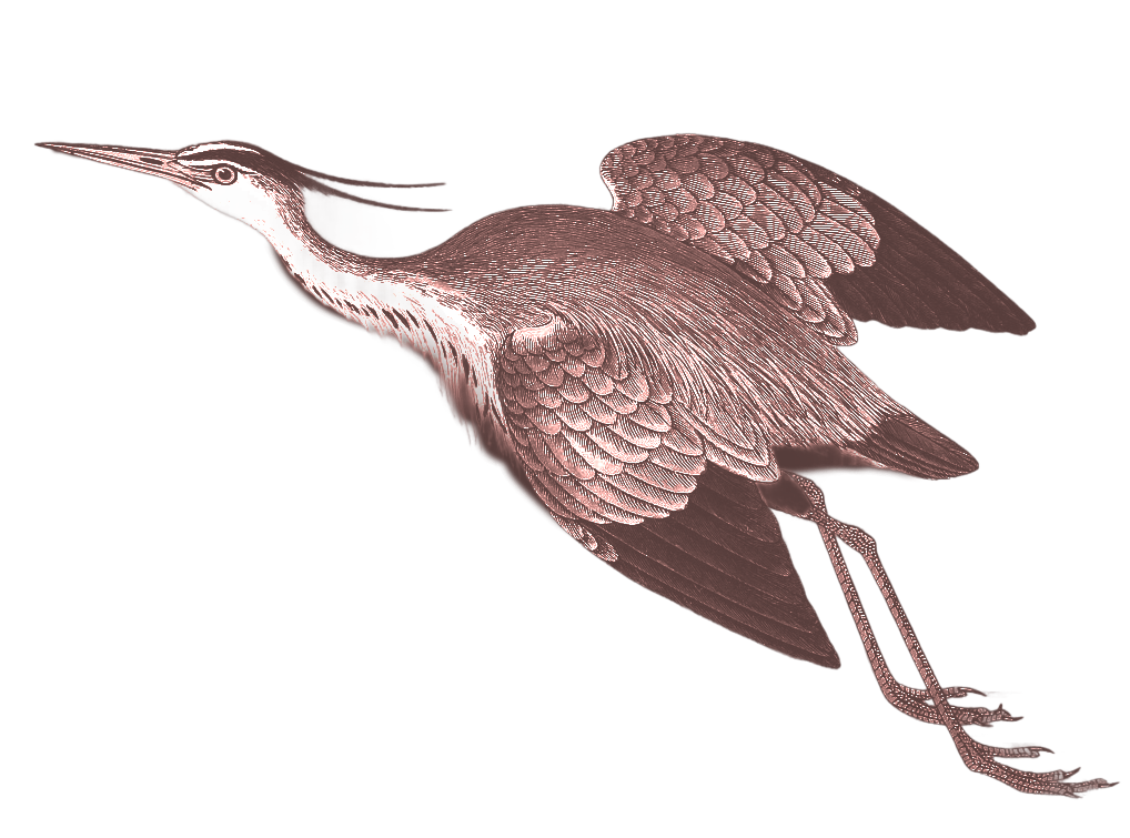 5_A_avifauna_desktop