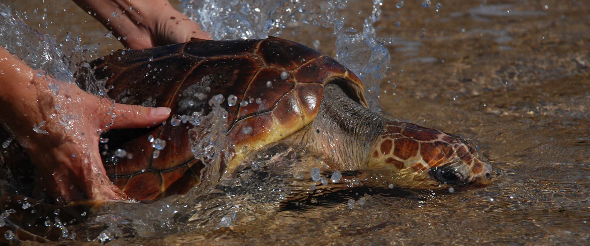Rilascio in mare di una tartaruga marina Caretta caretta, con le mani di un operatore che la accompagna delicatamente tra gli spruzzi d’acqua.