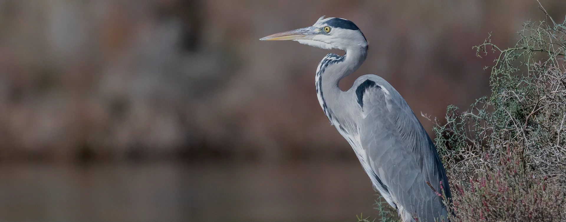 5_B_avifauna_desktop