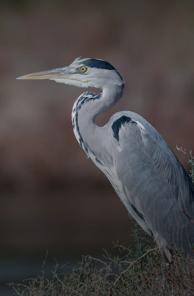 5_B_avifauna_mobile