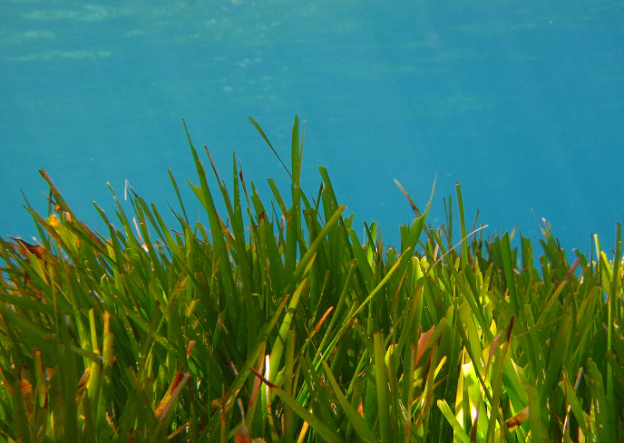 Dettaglio di una prateria di Posidonia oceanica in acque cristalline, con foglie verdi e sottili che si stagliano contro lo sfondo azzurro del mare.