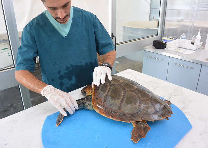 Veterinario controlla una tartaruga marina Caretta caretta su lettino imbottito in un centro di recupero specializzato.