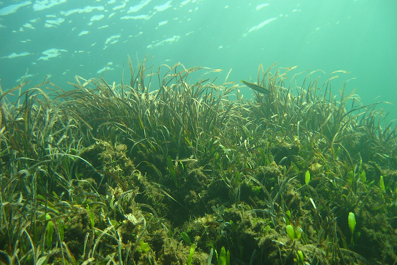 Prateria sommersa di Posidonia oceanica ripresa sott'acqua, con fasci fogliari che ondeggiano nella luce filtrata del Mar Mediterraneo.
