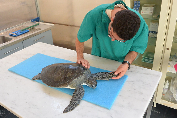 Veterinario esamina una tartaruga marina su lettino in un centro di recupero fauna marina.