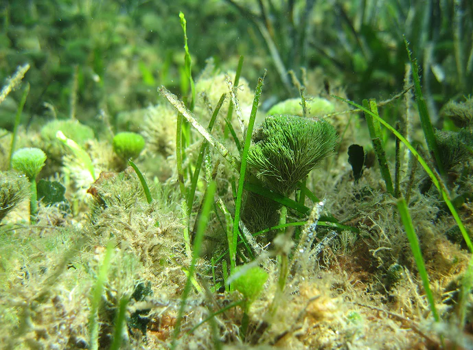 Primo piano di una prateria sommersa di Posidonia oceanica con alghe verdi e brune, habitat marino fondamentale del Mediterraneo.