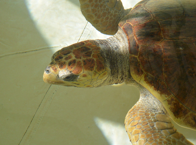 Primo piano di una tartaruga marina Caretta caretta in vasca di recupero, illuminata dalla luce solare.