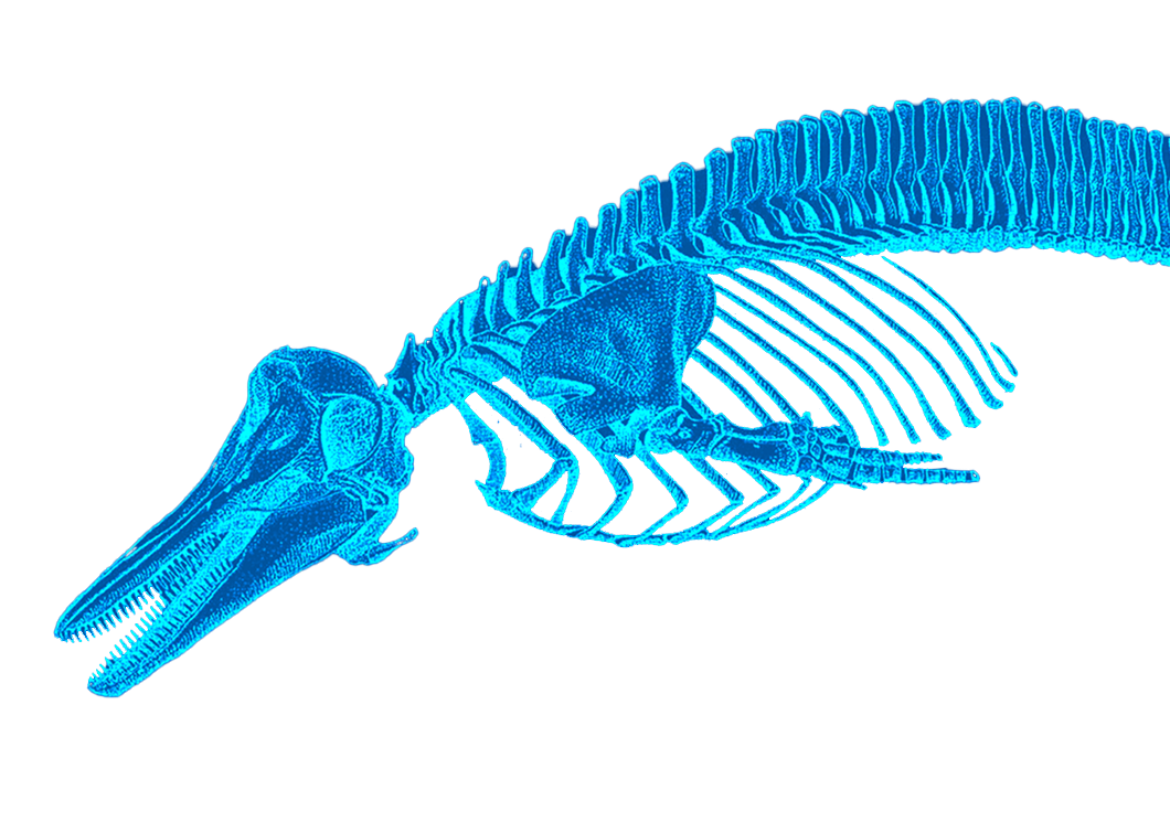6_A_Galleria_Cetacei