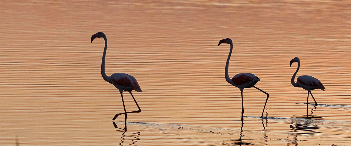 Tre fenicotteri rosa camminano elegantemente in acque poco profonde durante il tramonto, riflessi sullo specchio d’acqua dorato della laguna di Nora.