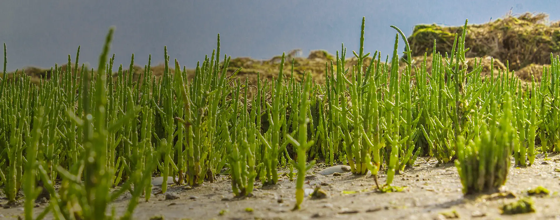6_B_piante_alofile_desktop