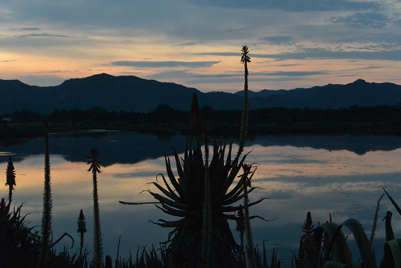 Silhouette di piante di aloe davanti a una laguna al tramonto, con cielo sfumato e montagne in controluce riflesse nell’acqua.