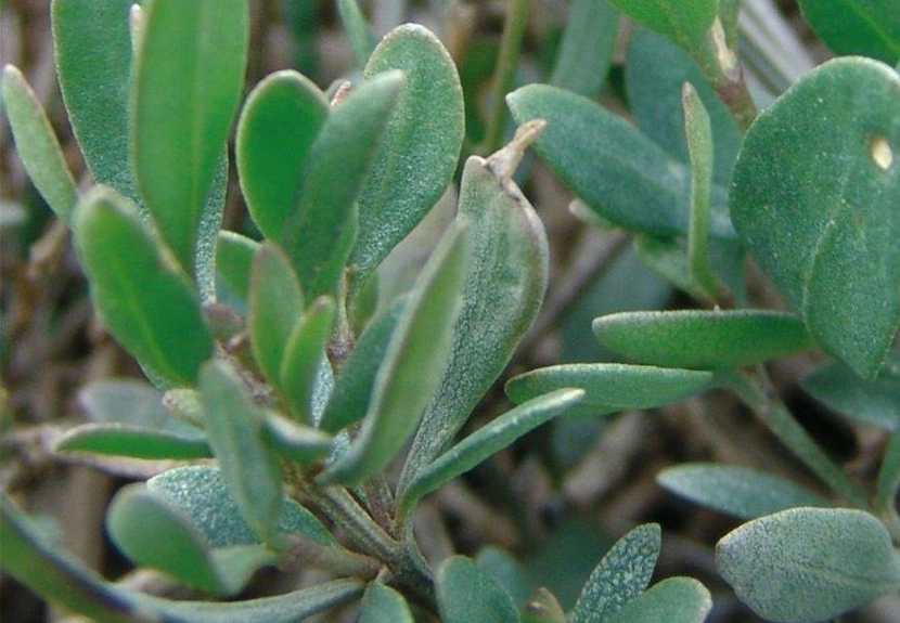 Immagine 2