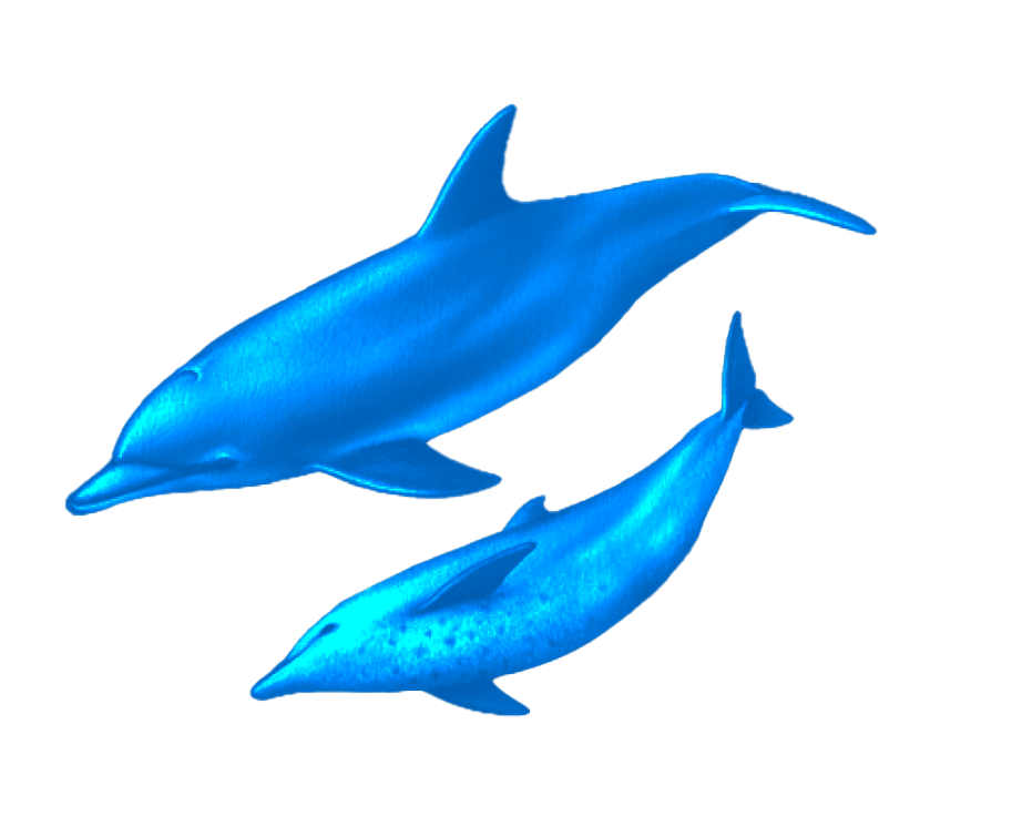 7_A_Cetacei