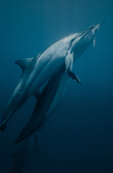 7_B_cetacei (1)