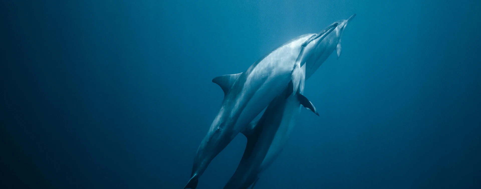 7_B_cetacei