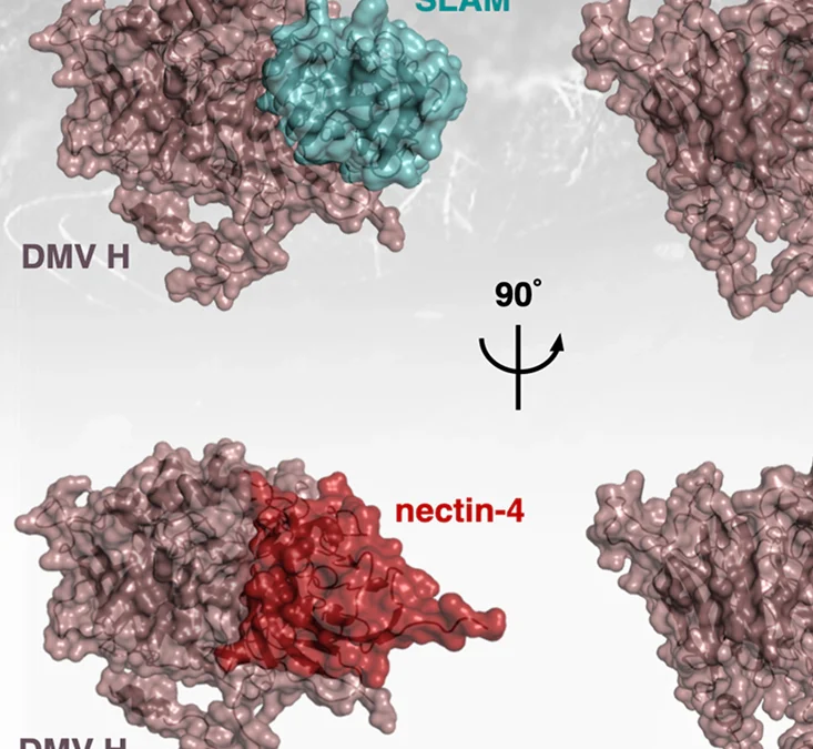 Analisi in silico delle proprietà antigeniche dell’emoagglutinina del Dolphin morbillivirus e interazione con i recettori SLAM e nectina-4 del capodoglio