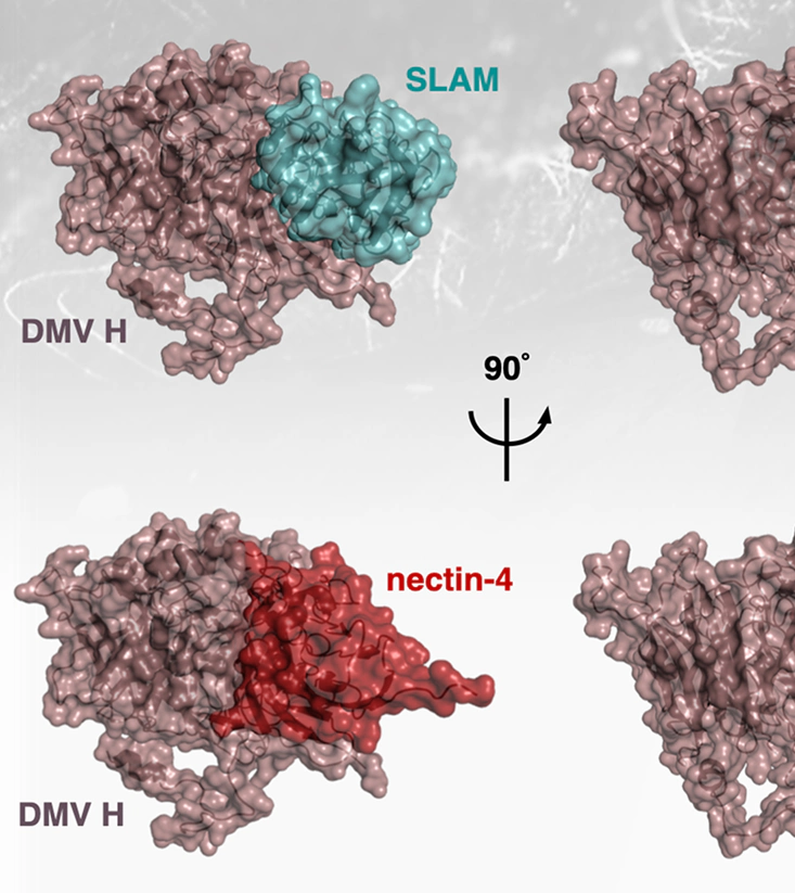 Visualizzazione molecolare della proteina DMV H del virus del morbillo legata ai recettori cellulari SLAM (in azzurro) e nectin-4 (in rosso), mostrati con una rotazione di 90 gradi per evidenziare le interazioni strutturali.