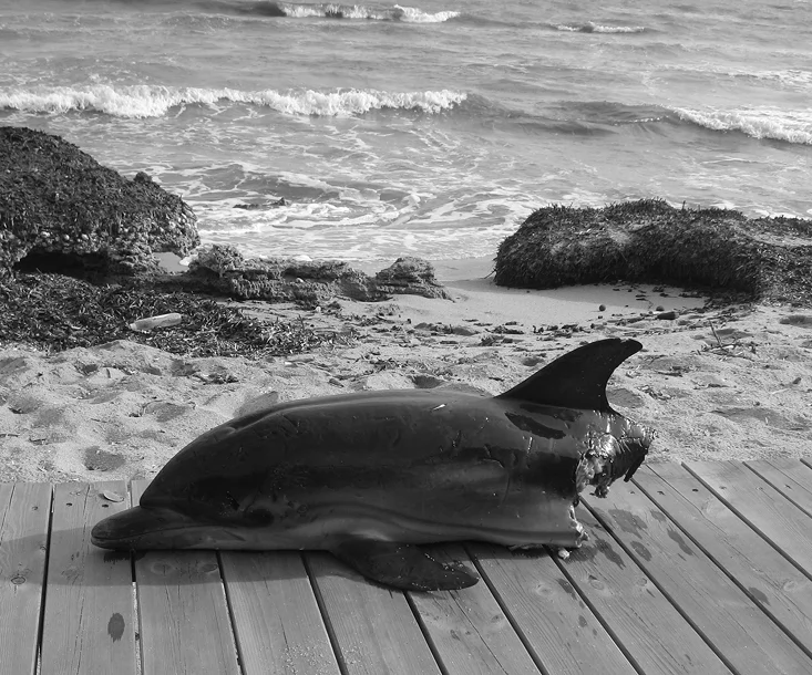Delfino morto arenato su una spiaggia rocciosa, con evidenti segni di ferite